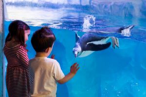 Visit SEA LIFE Aquarium with Chiltern Railways